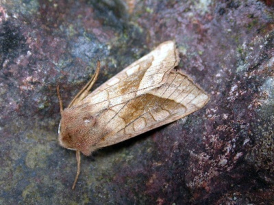 rosy rustic (Hydraecia micacae) Kenneth Noble