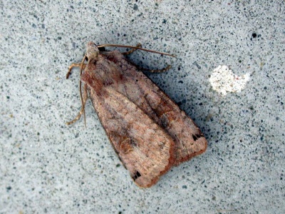 dotted clay (Xestia baja) Kenneth Noble