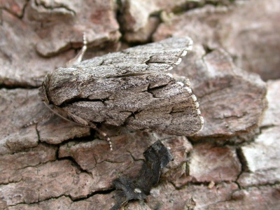 Grey/dark dagger (Acronicta tridens/psi) Kenneth Noble