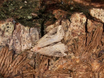 pinion-streaked snout (Schrankia costaestrigalis) Kenneth Noble