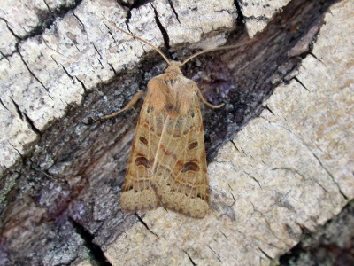 lunar underwing (Omphaloscelis lunosa) Kenneth Noble