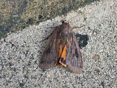 large yellow underwing (Noctua pronuba) Kenneth Noble