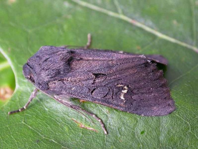 Black rustic (Aporophyla nigra) Kenneth Noble