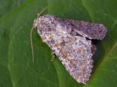 large ranunculus (Polymixis flavicincta) Kenneth Noble