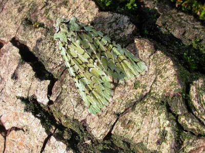 merveille du jour (Dichonia aprilina) Kenneth Noble