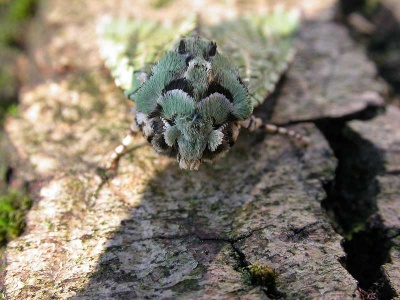 merveille du jour (Dichonia aprilina) Kenneth Noble