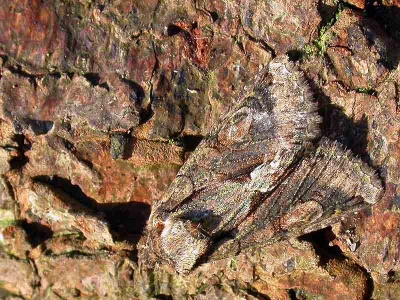 green-brindled crescent (Allphyes oxyacanthae) Kenneth Noble