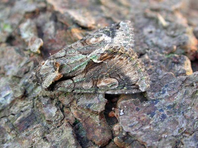 green-brindled crescent (Allphyes oxyacanthae) Kenneth Noble