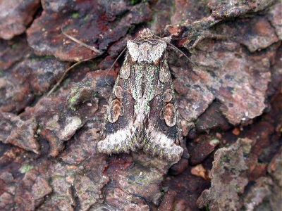 green-brindled crescent (Allphyes oxyacanthae) Kenneth Noble