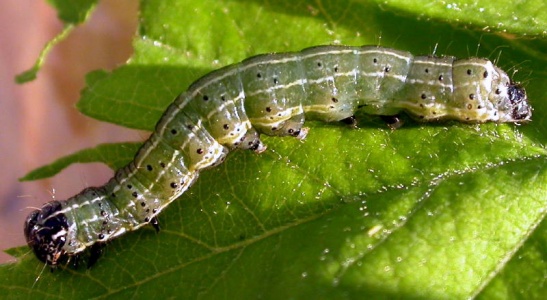 Small quaker larva (Orthosia cruda) Kenneth Noble