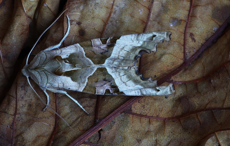 Taken in Swindon, Wiltshire, UK. 2009-11-15. AngleShades_Phlogophora_meticulosa_Swindon.jpg