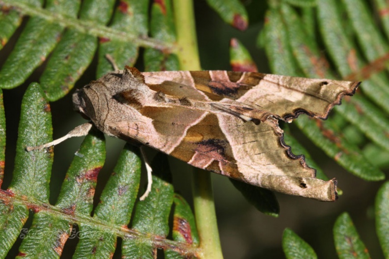 On bracken. Sole Common Pond, Berkshire, UK. 2012-09-25 AngleShades_SoleCommonPond_2012-09-25.jpg