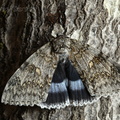 Clifden Nonpareil/Blue Underwing (Catocala fraxini). Steve Covey