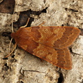 Flounced Chestnut (Agrochola helvola). Steve Covey