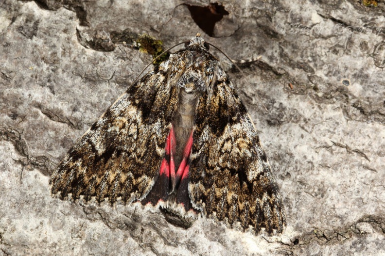 LightCrimsonUnderwing(Catocala_promissa)_Farley_2012-08-03.jpg