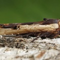 Red Sword-grass (Xylena vetusta). Steve Covey