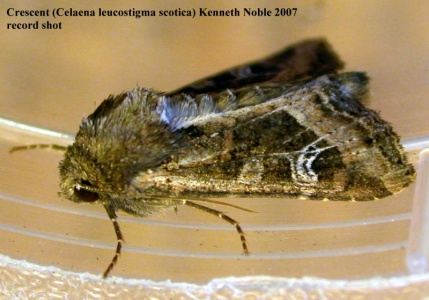 crescent (Celaena leucostigma scotica) Kenneth Noble - record shot
