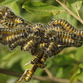 Buff-tip (Phalera bucephala). Steve Covey