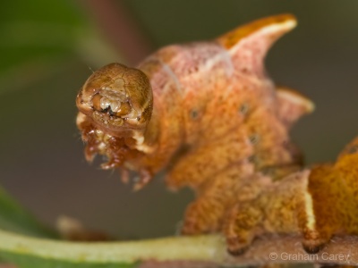 Iron Prominent Caterpillar (Notodonta dromedarius) Graham Carey