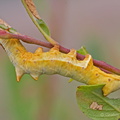 Iron Prominent Caterpillar (Notodonta dromedarius) Graham Carey