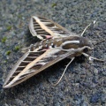 Striped Hawk-moth (Hyles lineata) Steve Gale