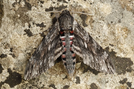 Convolvulus Hawkmoth (Agrius convolvuli) ♂. Steve Covey