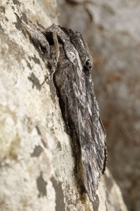 Convolvulus Hawkmoth (Agrius convolvuli) ♂. Steve Covey