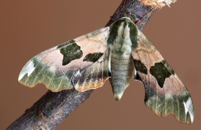 Trapped at light in Wiltshire,UK. Mid June 2009. LimeHawkmoth_Mimas_tiliae_Covingham01.jpg
