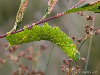 Eyed Hawk Moth Caterpillar (Smerinthus ocellata) Graham Carey