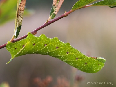 Eyed Hawk Moth Caterpillar (Smerinthus ocellata) Graham Carey