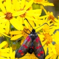 Six-spot Burnet moth (Zygaena filipendulae) Alistair Morrell