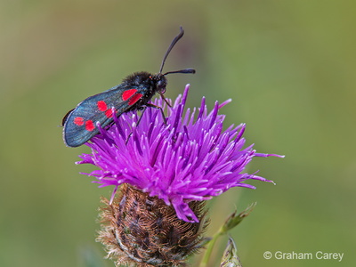 Six-spot Burnet (Zygaena filipendulae) Graham Carey