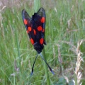 narrow-bordered five-spot burnet (Zygaena lonicerae latomarginata) Kenneth Noble