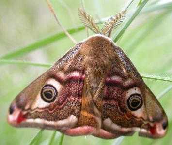 Emperor Moth [Saturnia pavonia] male. Steve Covey