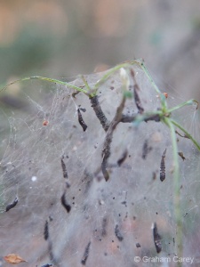 Hawthorn Moth (Scythropia crataegella) Graham Carey