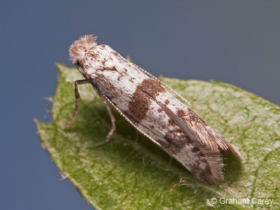 Hawthorn Moth (Scythropia crataegella) Graham Carey