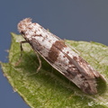 Hawthorn Moth (Scythropia crataegella) Graham Carey