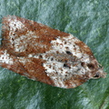 Acleris schalleriana. Steve Covey