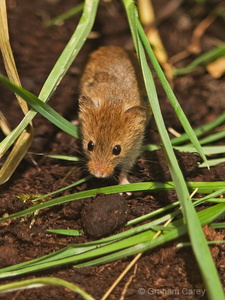 Harvest Mouse (Micromys minutus) Graham Carey