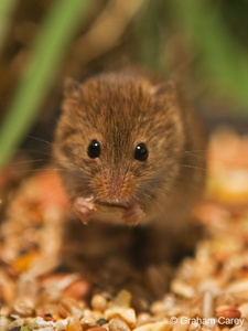 Harvest Mouse (Micromys minutus) Graham Carey