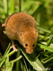 Harvest Mouse (Micromys minutus) Graham Carey