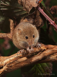 Harvest Mouse (Micromys minutus) Graham Carey