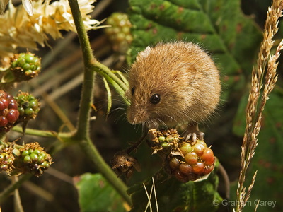 Harvest Mouse (Micromys minutus) Graham Carey