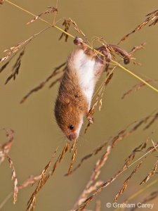 Harvest Mouse (Micromys minutus) Graham Carey