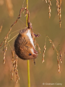 Harvest Mouse (Micromys minutus) Graham Carey