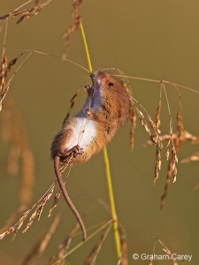 Harvest Mouse (Micromys minutus) Graham Carey