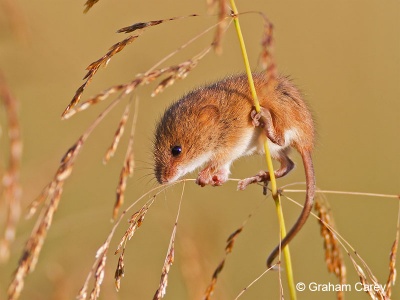 Harvest Mouse (Micromys minutus) Graham Carey