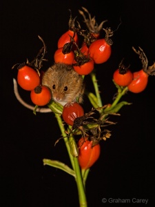 Harvest Mouse (Micromys minutus) Graham Carey