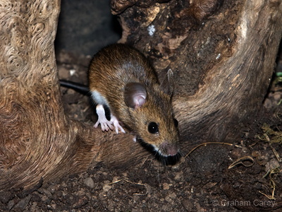 Wood Mouse (Apodemus sylvaticus) Graham Carey