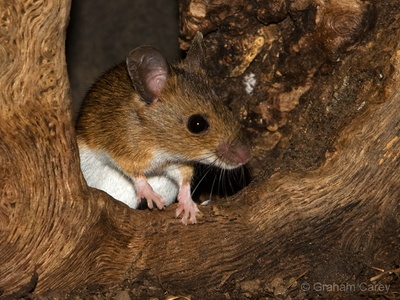 Wood Mouse (Apodemus sylvaticus) Graham Carey